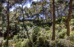 Bandol: sentier retour forêt de pins