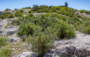 Sur le sentier des crêtes de Morgiou, montée vers le Cancéou (219m)