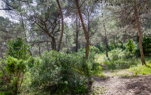 Forêt au col d'Aubignane