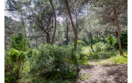 Forêt au col d'Aubignane