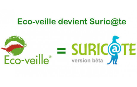 Ecoveille-suricate